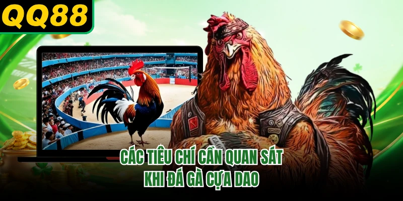 Các tiêu chí cần quan sát khi đá gà cựa dao