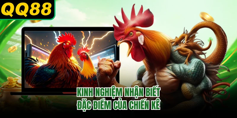 Kinh nghiệm nhận biết đặc điểm của chiến kê